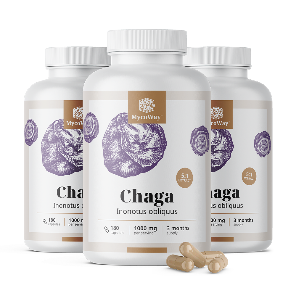 Chaga 1000 mg – výtažek 5:1